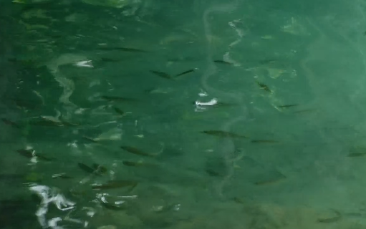 ラオス・ルアンパバーン「クアンシーの滝」お魚たち