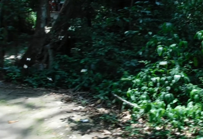ラオス・ルアンパバーン「クアンシーの滝」の蝶々