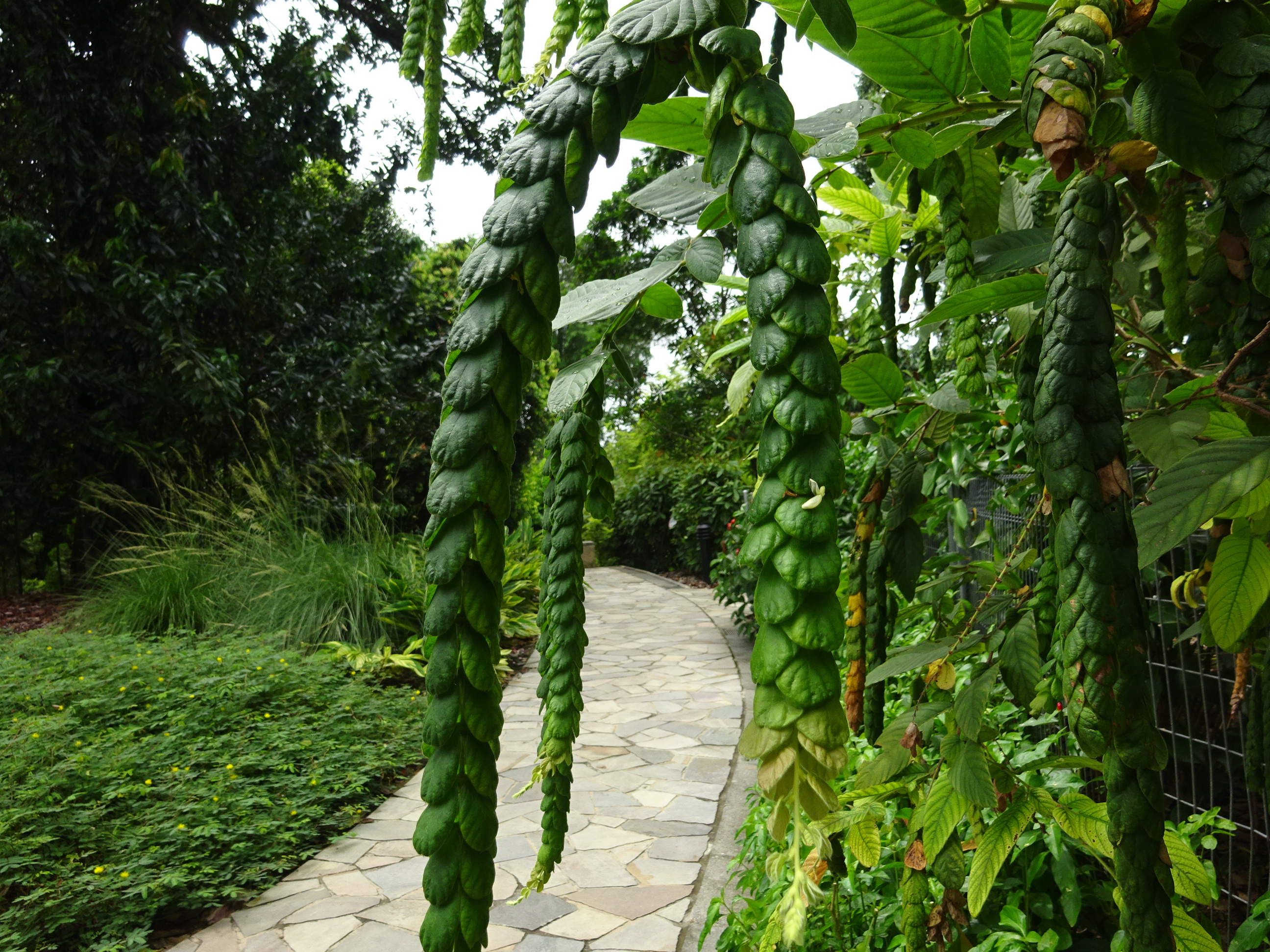 シンガポール植物園（ボタニック　ガーデンズ）のレゲエの髪型っぽい植物