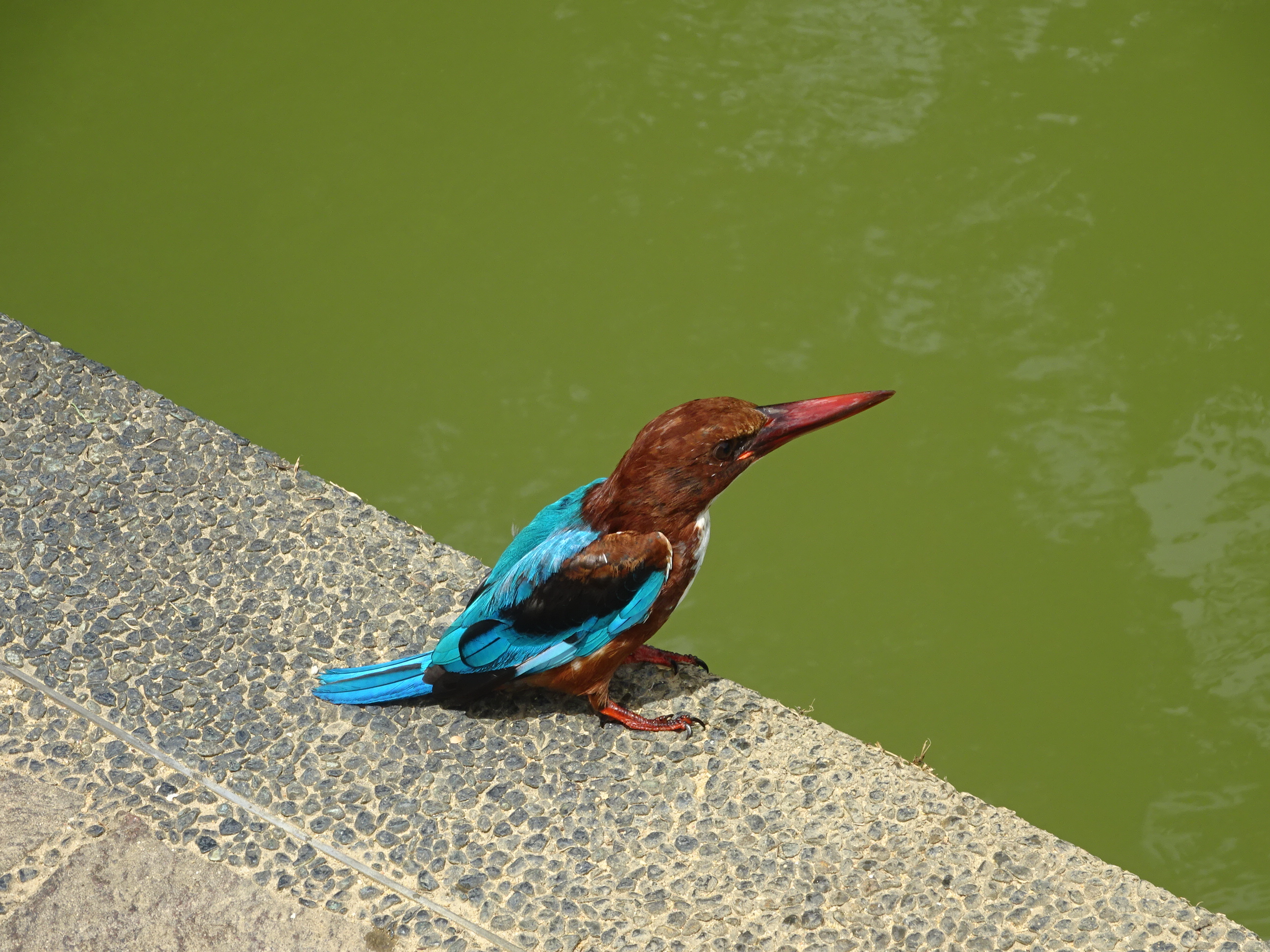 シンガポール植物園（ボタニック　ガーデンズ）のキレイな鳥