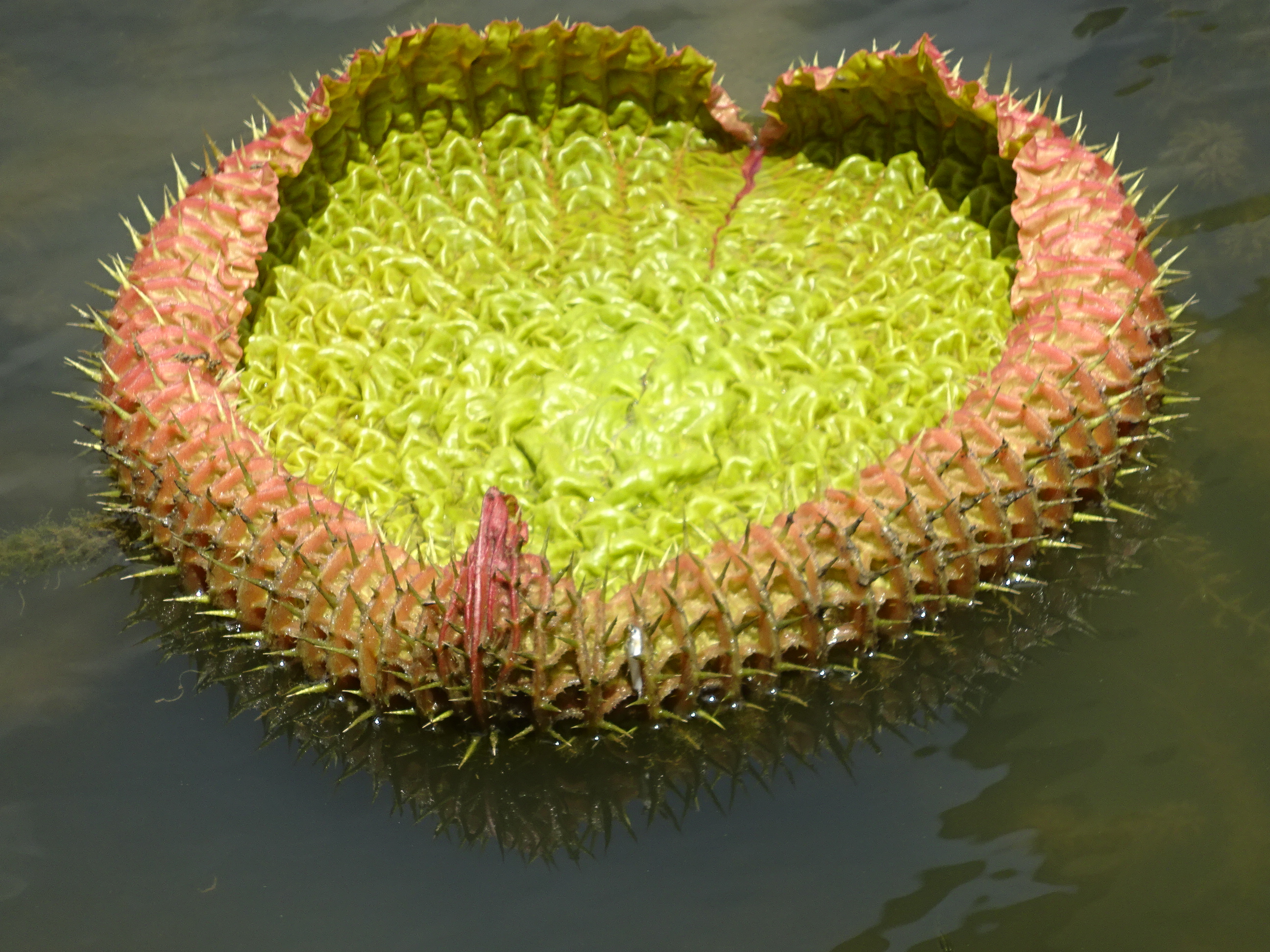 シンガポール植物園（ボタニック　ガーデンズ）のとげとげしいスイレンの葉っぱ