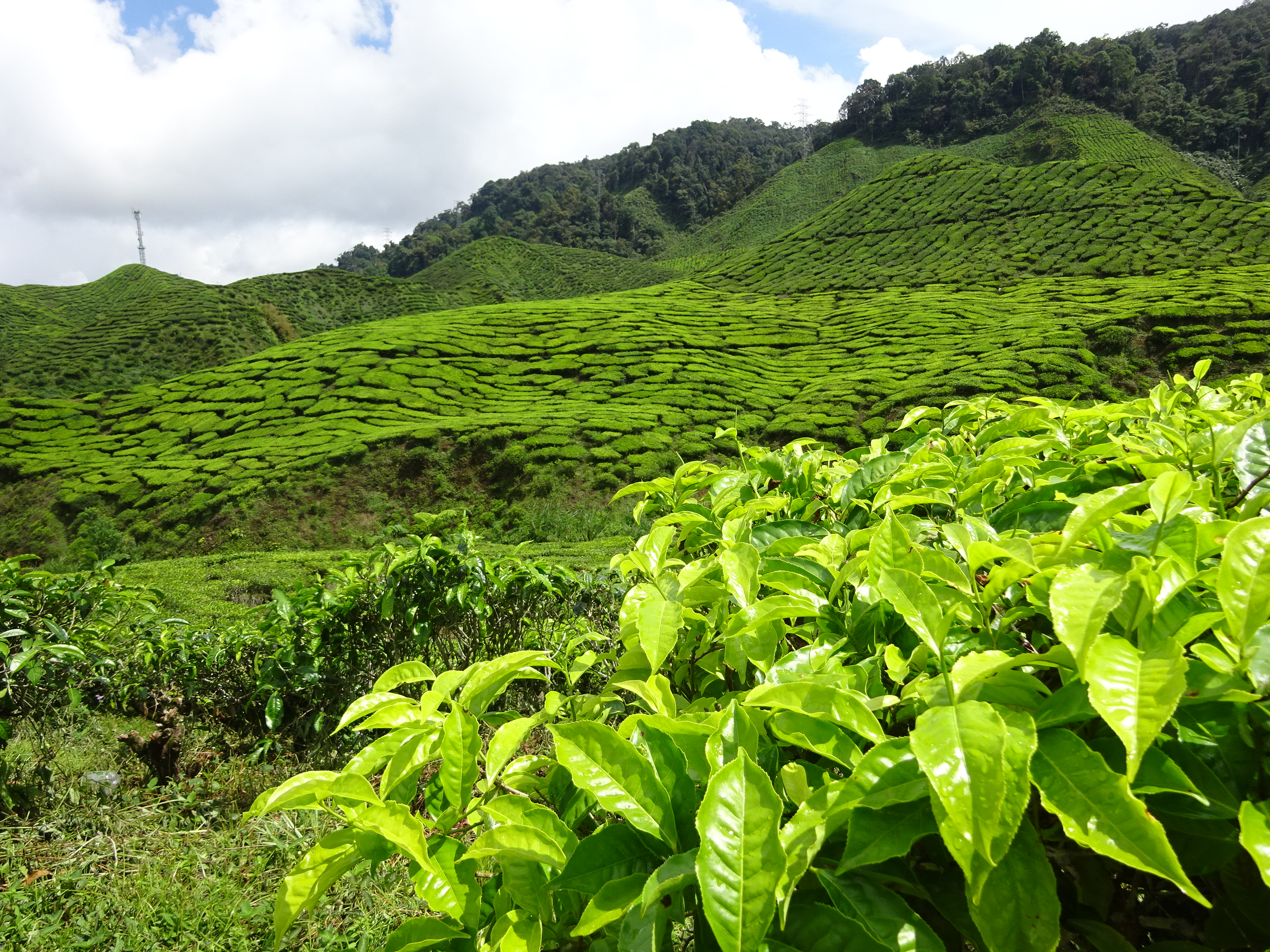 マレーシア・キャメロンハイランドの茶畑の美しい風景